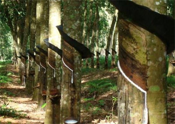 緣何供應(yīng)緊張，價(jià)格卻跌跌不休？